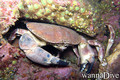 scuba diving photo