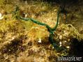 scuba diving photo