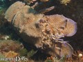 scuba diving photo
