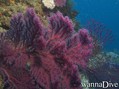 scuba diving photo
