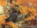 scuba diving photo