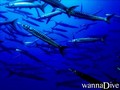 scuba diving photo