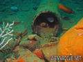 scuba diving photo