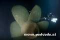 scuba diving photo