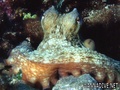scuba diving photo
