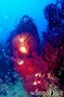 scuba diving photo