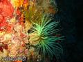 scuba diving photo