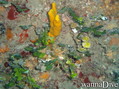 scuba diving photo