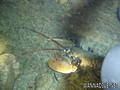 foto de buceo