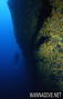 scuba diving photo