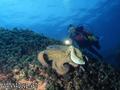 scuba diving photo