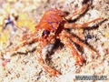 scuba diving photo