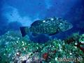 scuba diving photo