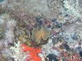 scuba diving photo