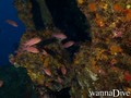 scuba diving photo
