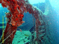 scuba diving photo