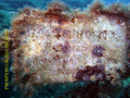 photo de plongée