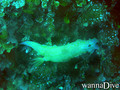 scuba diving photo