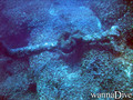 scuba diving photo