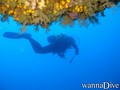 scuba diving photo