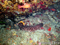 foto de buceo