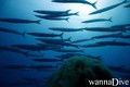 scuba diving photo