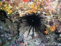 foto de buceo