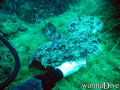 scuba diving photo