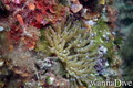 scuba diving photo