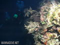 scuba diving photo