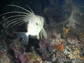 scuba diving photo