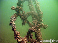 scuba diving photo