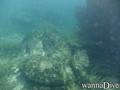 scuba diving photo