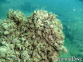 scuba diving photo