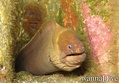 scuba diving photo