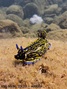 scuba diving photo