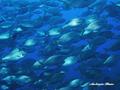 scuba diving photo