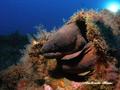 scuba diving photo