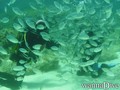 scuba diving photo