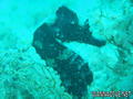 scuba diving photo