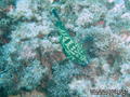 scuba diving photo