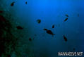scuba diving photo