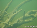 scuba diving photo
