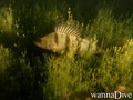 scuba diving photo