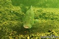 Tauchfoto