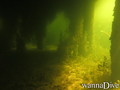 scuba diving photo