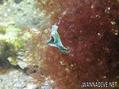 scuba diving photo