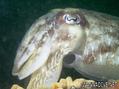 scuba diving photo