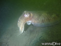 scuba diving photo