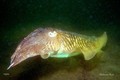 scuba diving photo